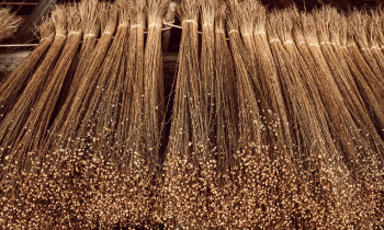 FlaxFibers_2.jpg
